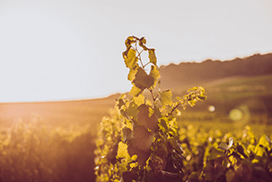 Champ de vin